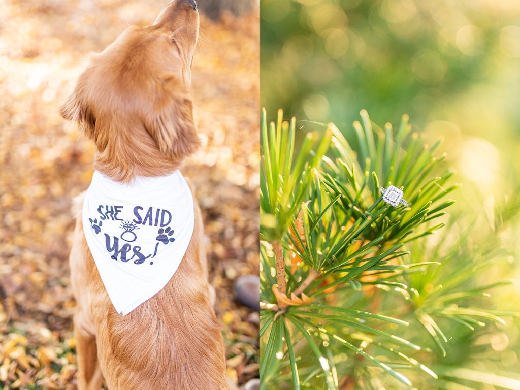 Red golden retriever, Marvel, wearing bandana with owner by San Diego wedding photographer, Bree Thompson Photography.