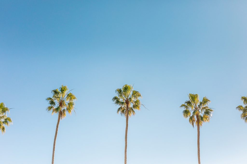 La Jolla Shores Palm Trees outside La Valencia Hotel in San Diego, California.