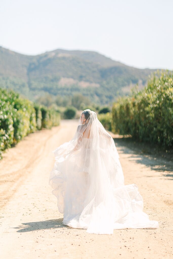 Bride running away from the camera during her bridal portraits in the orchards at Rancho Guejito Vineyard.